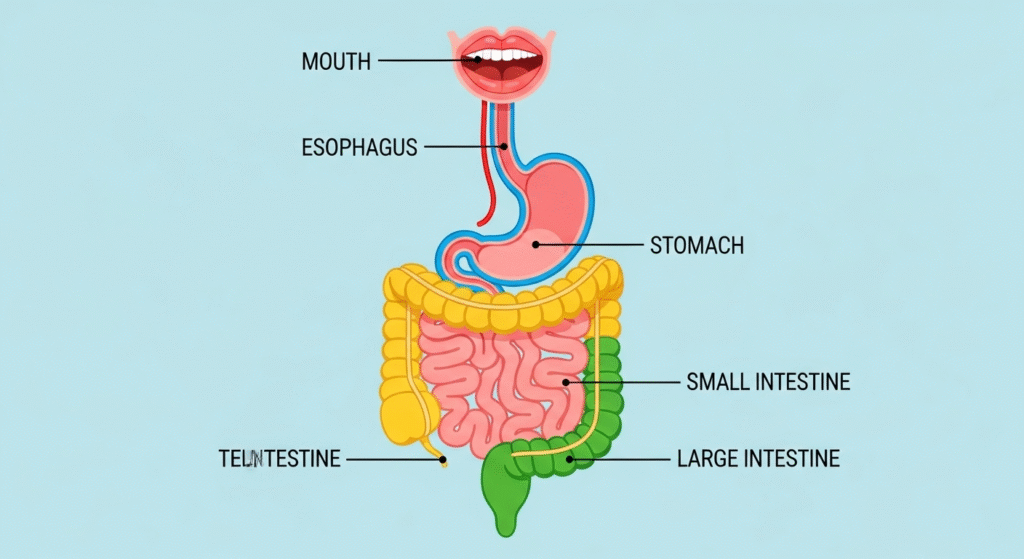 interesting facts about human